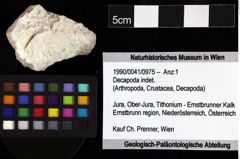 Foto (Objket + Etiketten) von Decapoda indet. 